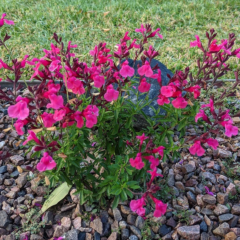  Cold Hardy Pink Texas Salvia