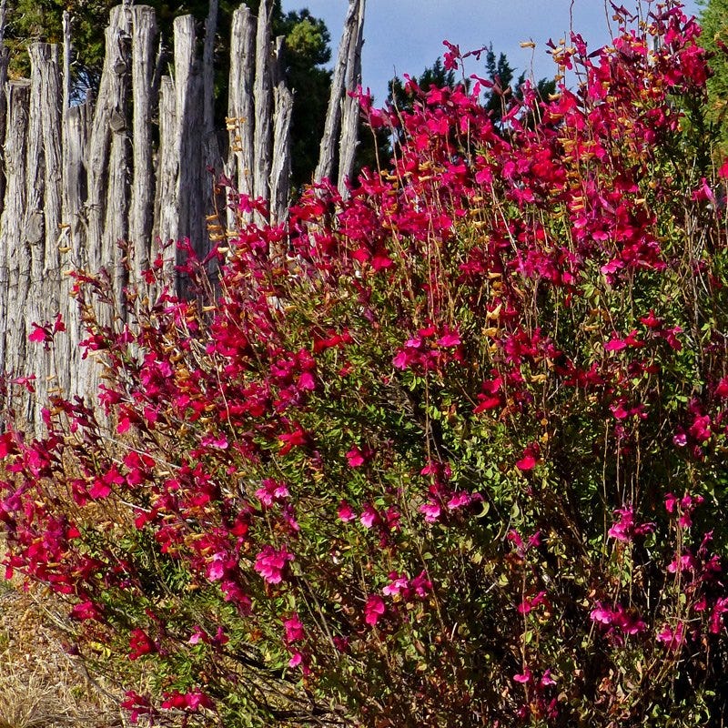  Salvia Collection