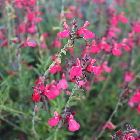  FlowerKisser® Coral-Pink Salvia