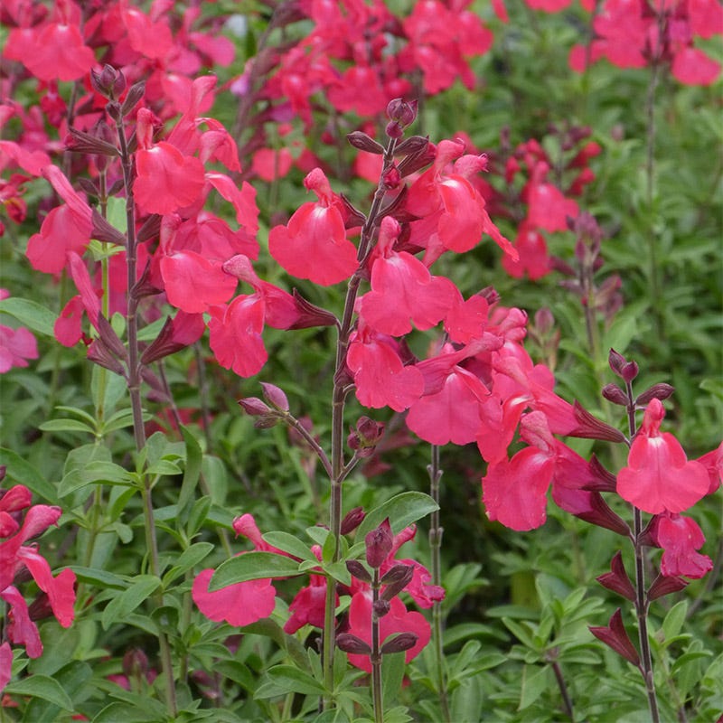  FlowerKisser® Coral-Pink Salvia