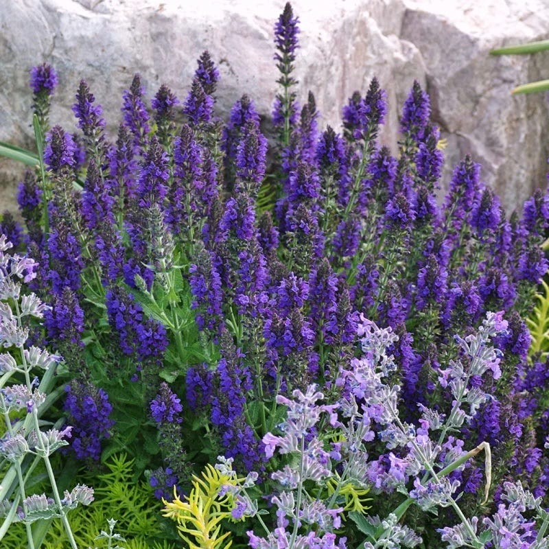  Marcus Dwarf Blue Salvia