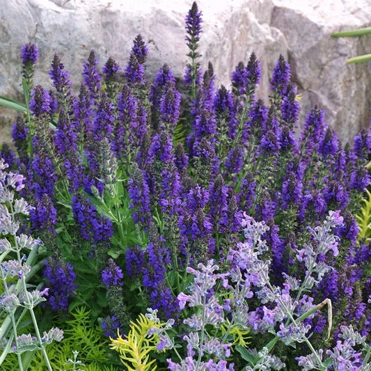  Marcus Dwarf Blue Salvia