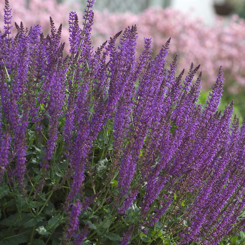  May Night Salvia
