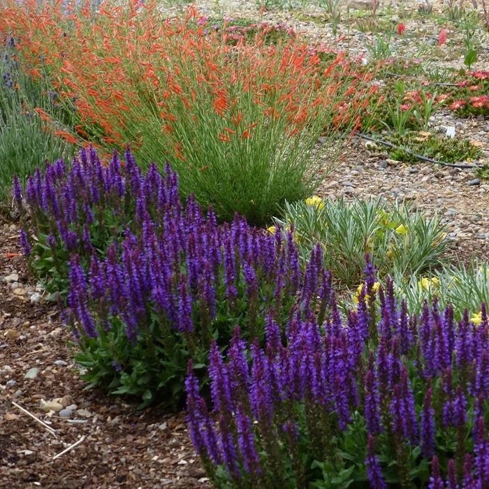  Little Night Salvia