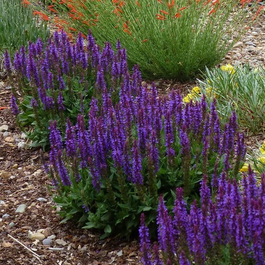  Little Night Salvia