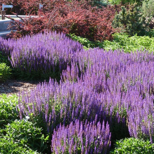  May Night Salvia