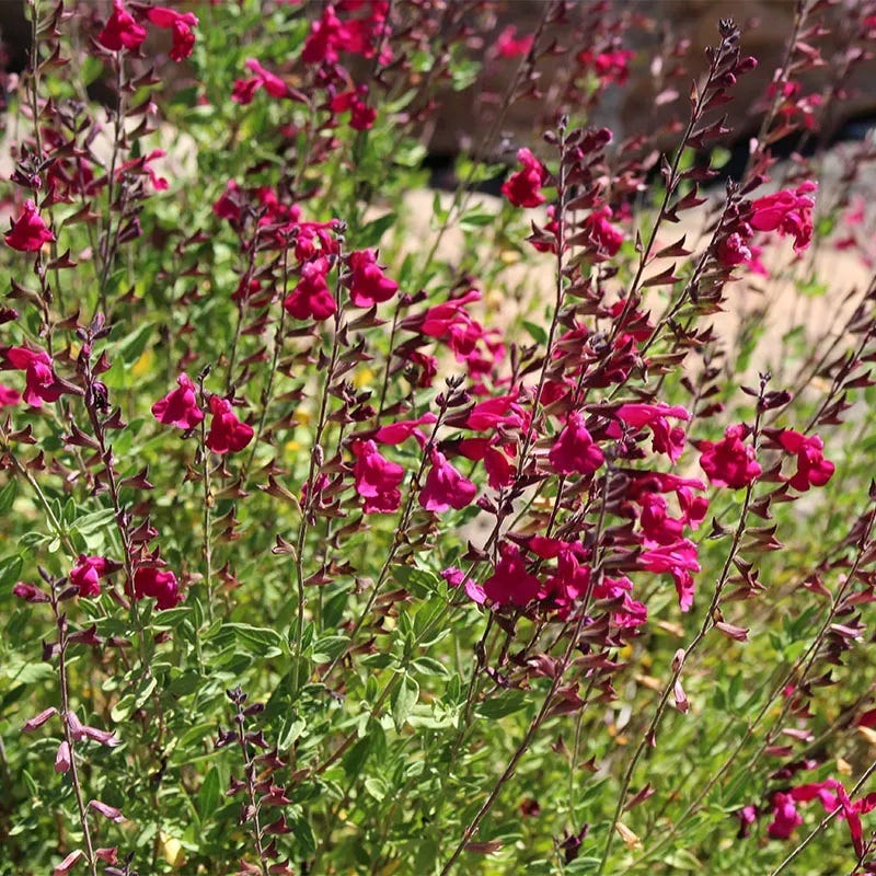  Raspberry Delight® Salvia
