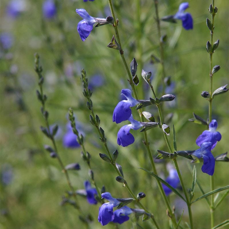  West Texas Grass Salvia