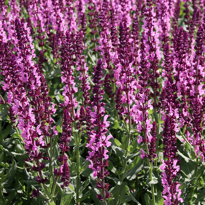  Lyrical™ Rose Salvia