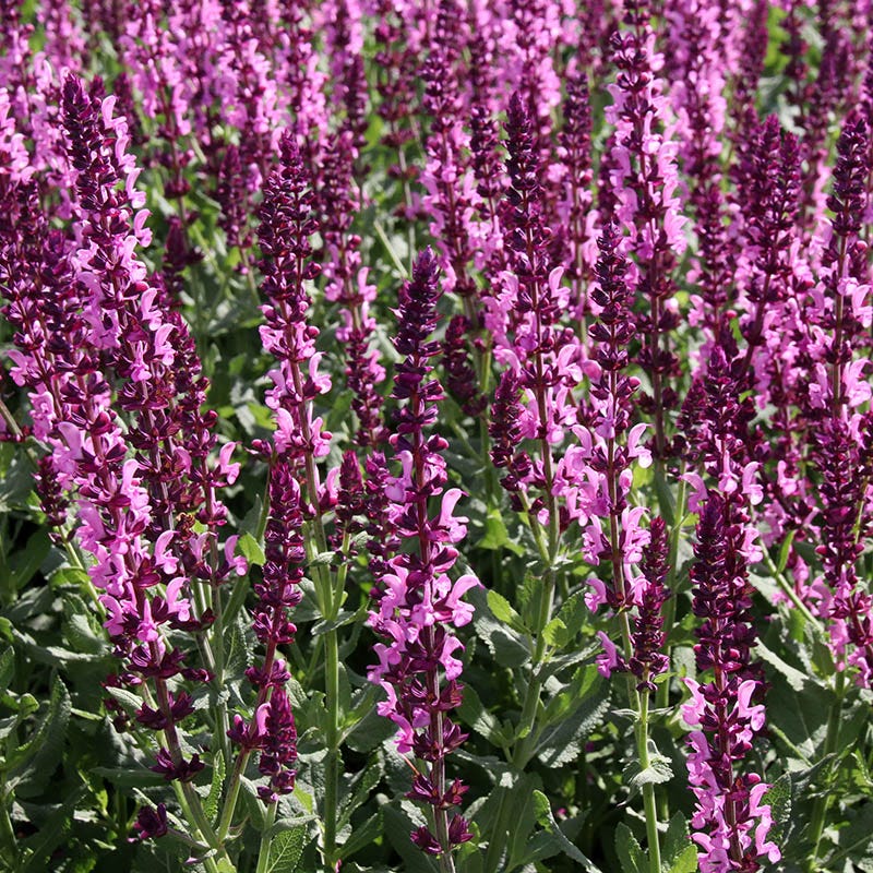  Salvia Collection