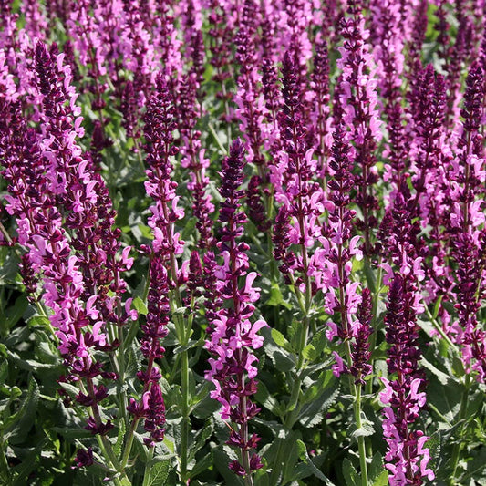  Salvia Collection