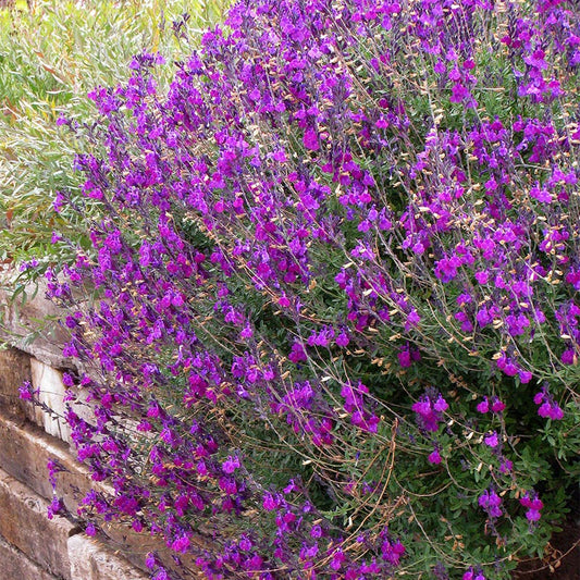  Ultra Violet Salvia