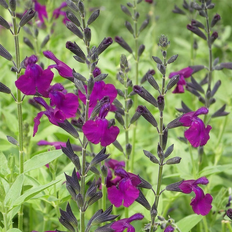  FlowerKisser® Dark Shadows Salvia