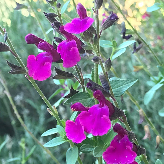  FlowerKisser® Royal Rose Salvia