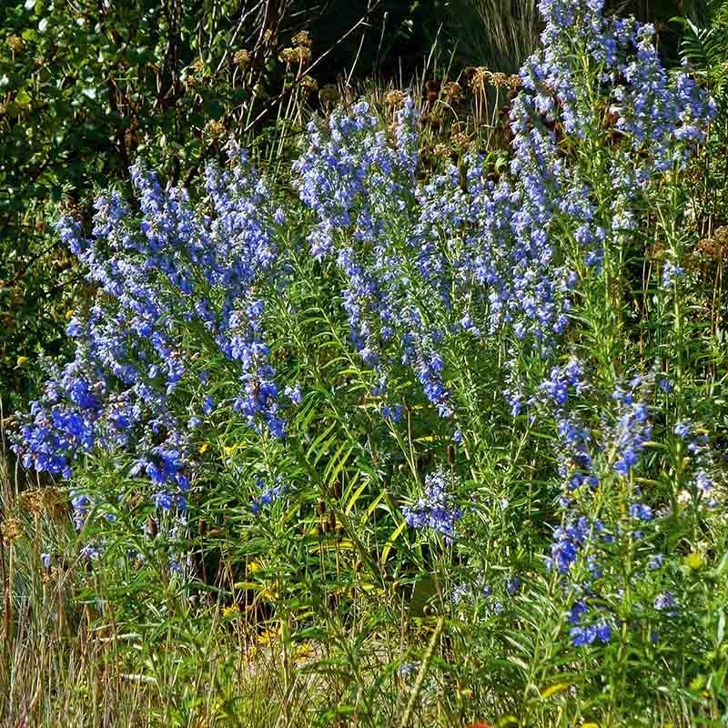  Prairie Salvia