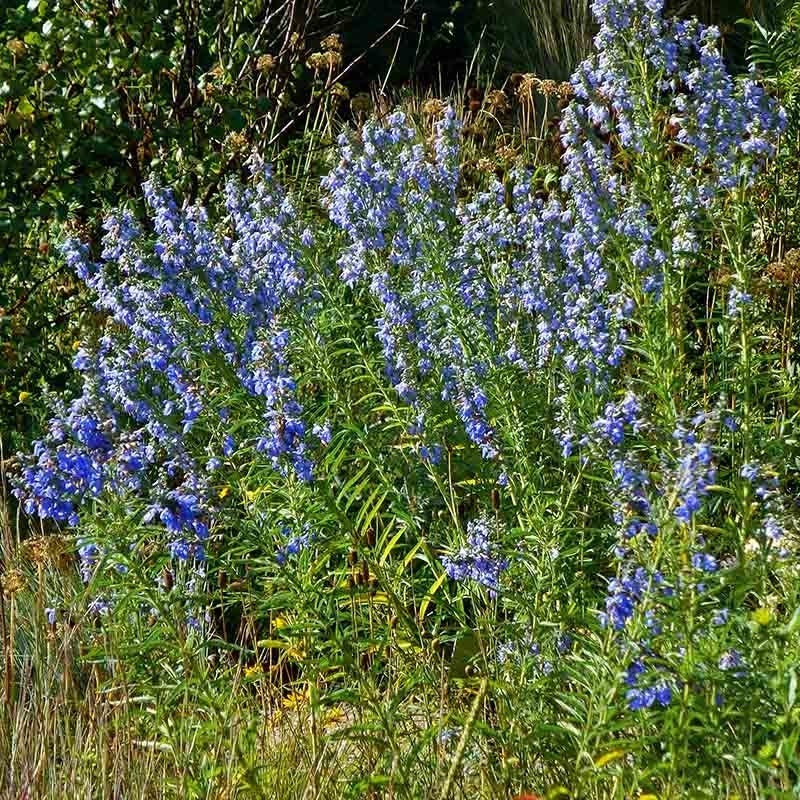  Fall Finale Pollinator Pre-Planned Garden