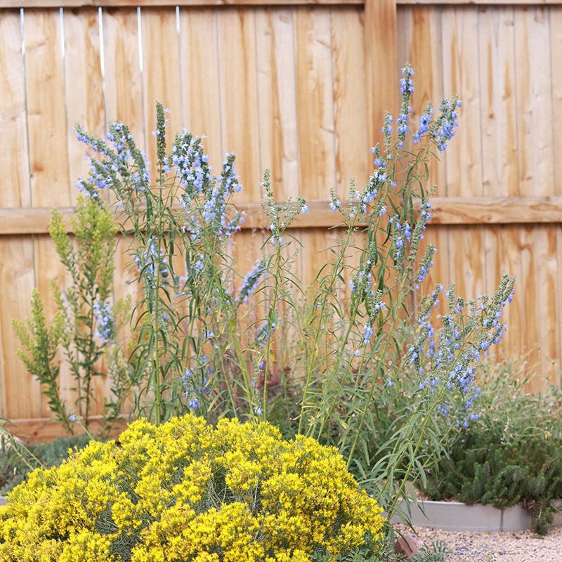  Prairie Salvia