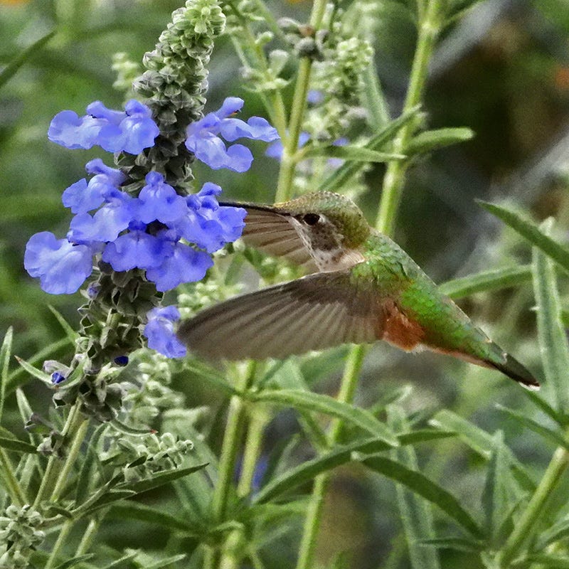  Prairie Salvia
