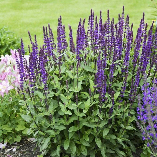  Caradonna Salvia