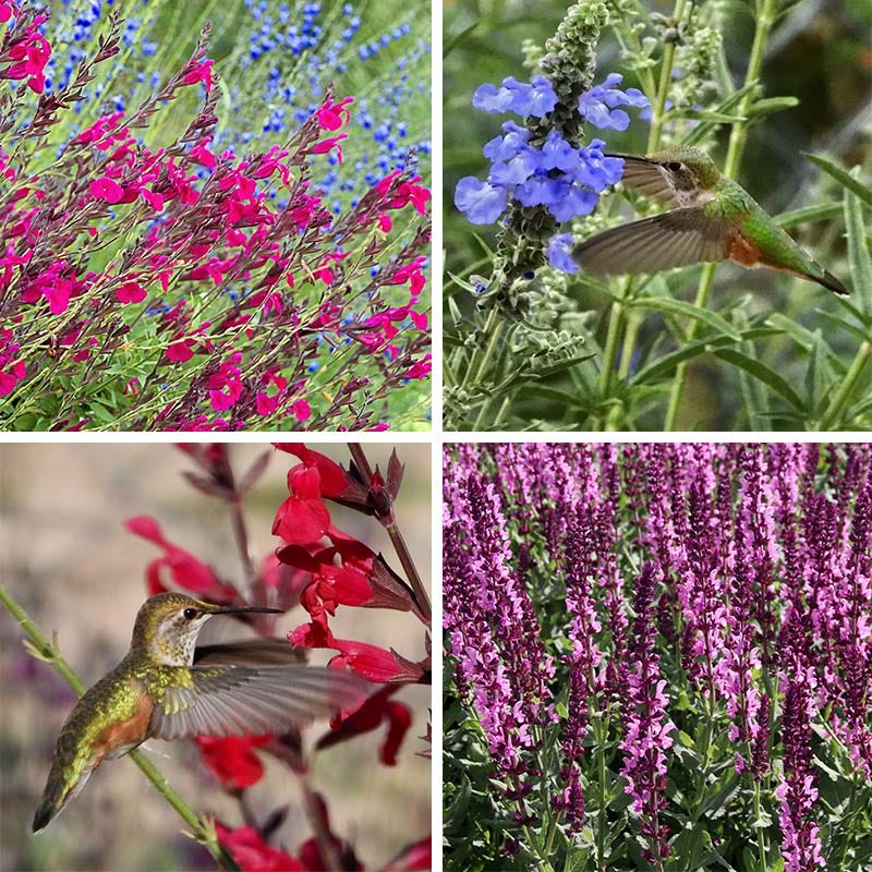  Salvia Collection