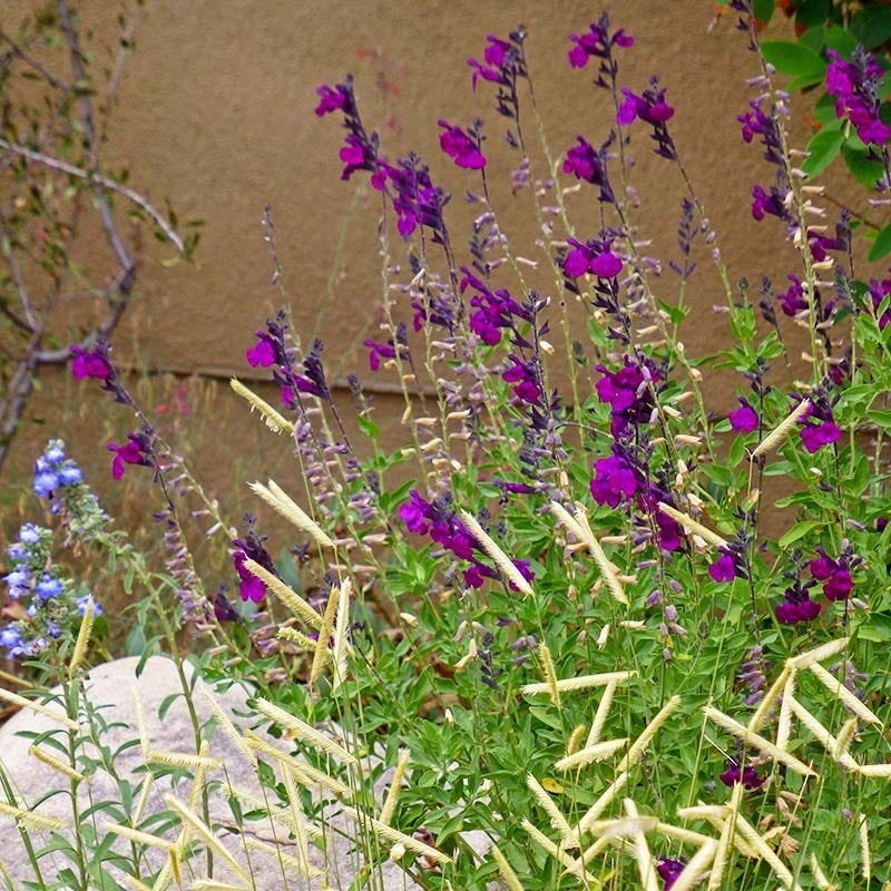  FlowerKisser® Dark Shadows Salvia