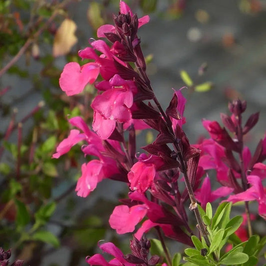  Cold Hardy Pink Texas Salvia