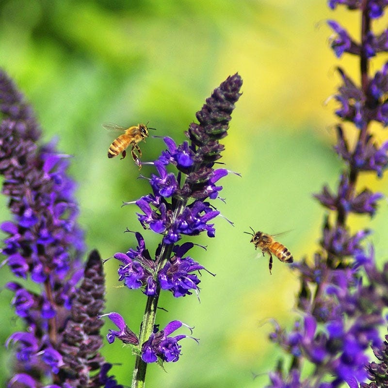  May Night Salvia