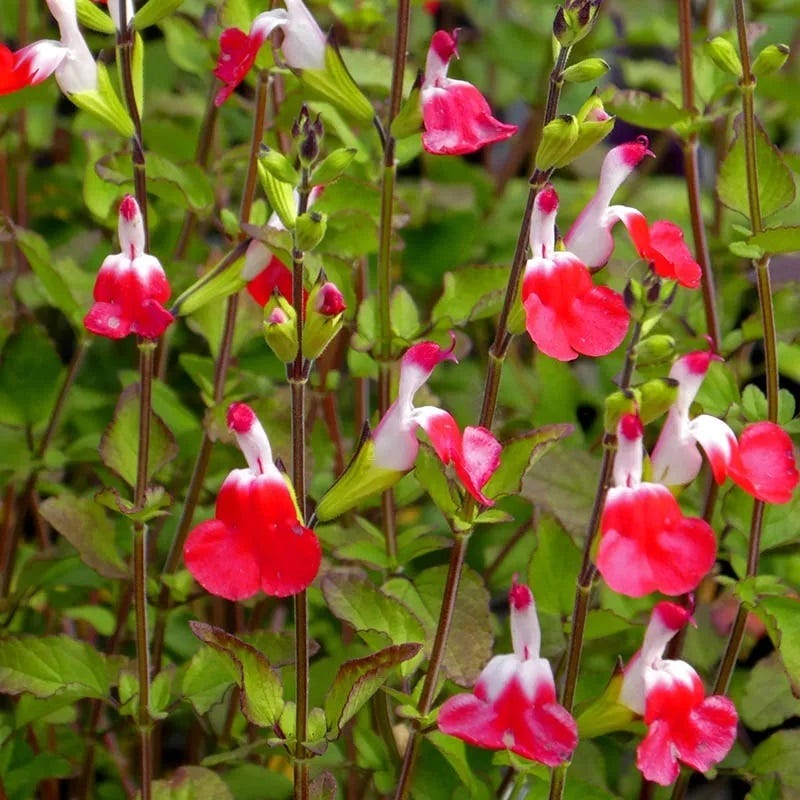 Hot Lips Salvia