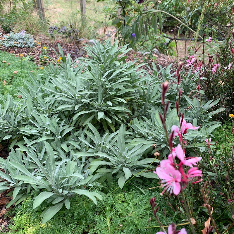  Dwarf Common Sage (Salvia)