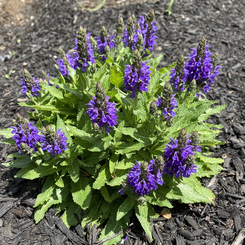  Marcus Dwarf Blue Salvia
