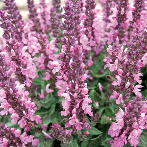  Lyrical™ Rose Salvia