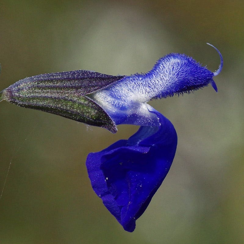  West Texas Grass Salvia