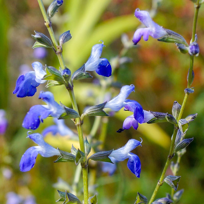  West Texas Grass Salvia