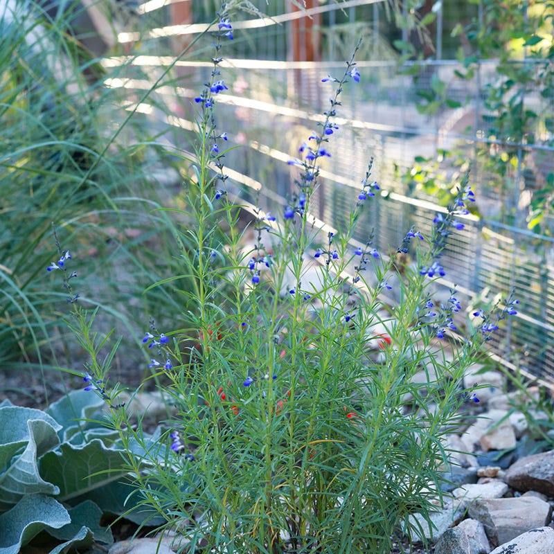  West Texas Grass Salvia
