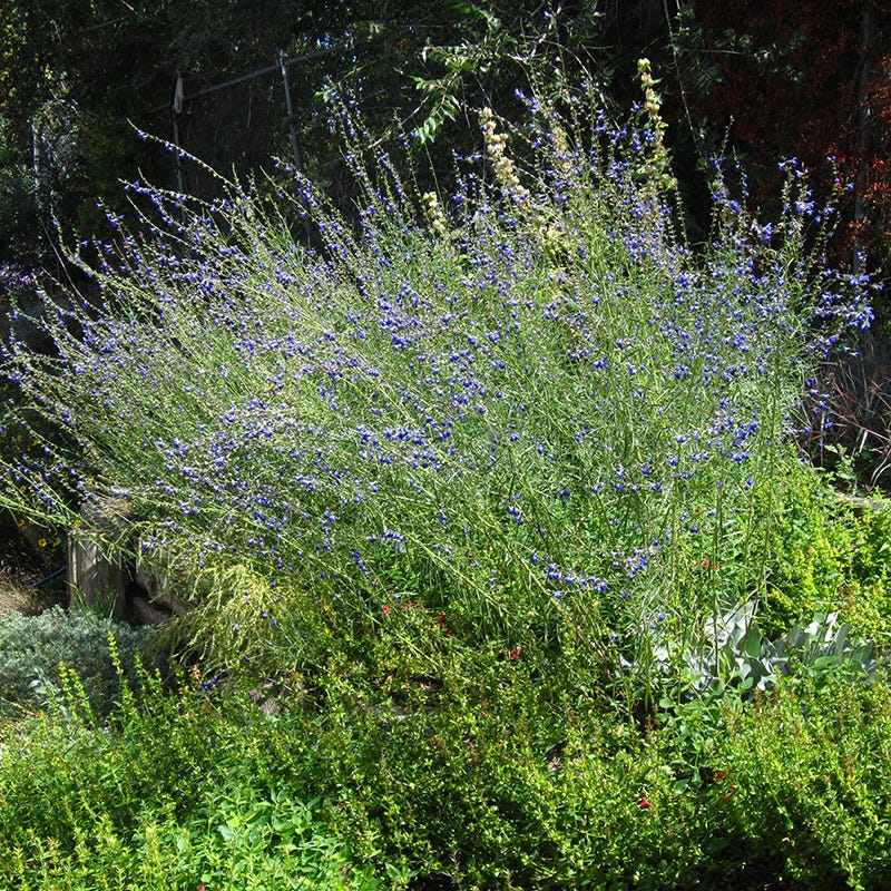  West Texas Grass Salvia