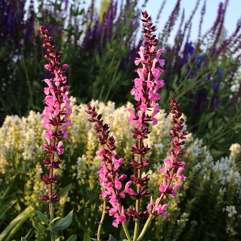  Lyrical™ Rose Salvia