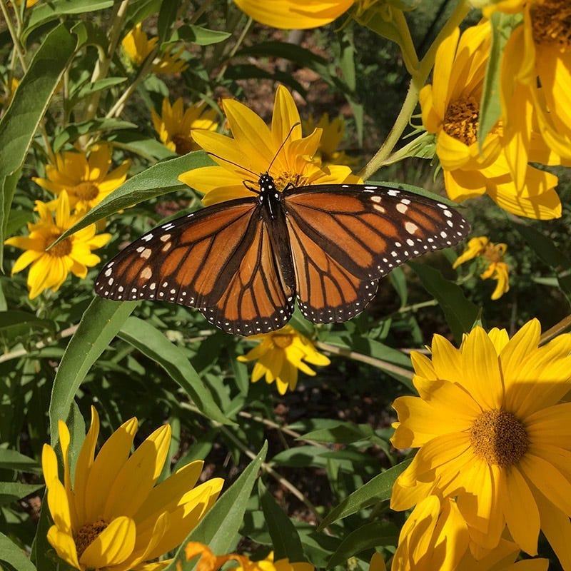  Santa Fe Maximilian's Sunflower (Helianthus)