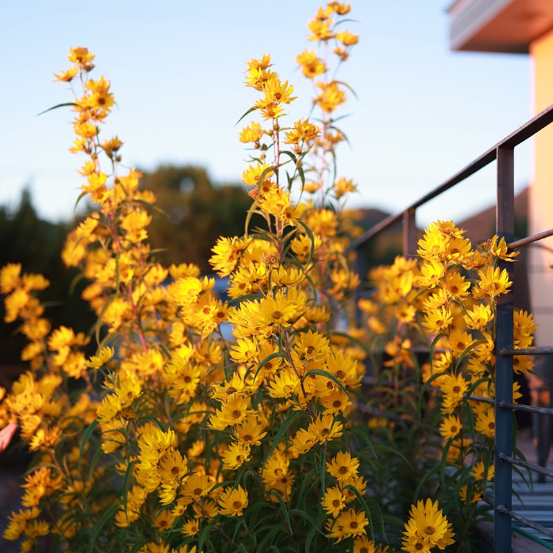  Fall Finale Pollinator Pre-Planned Garden