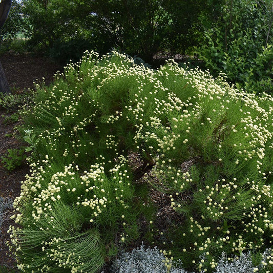  Green Santolina