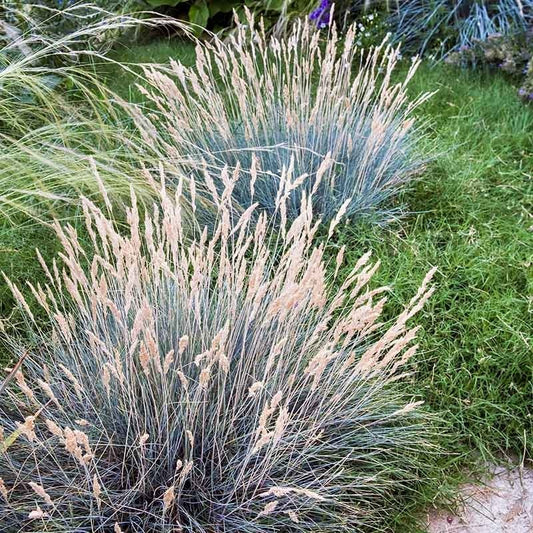  Boulder Blue Fescue Grass