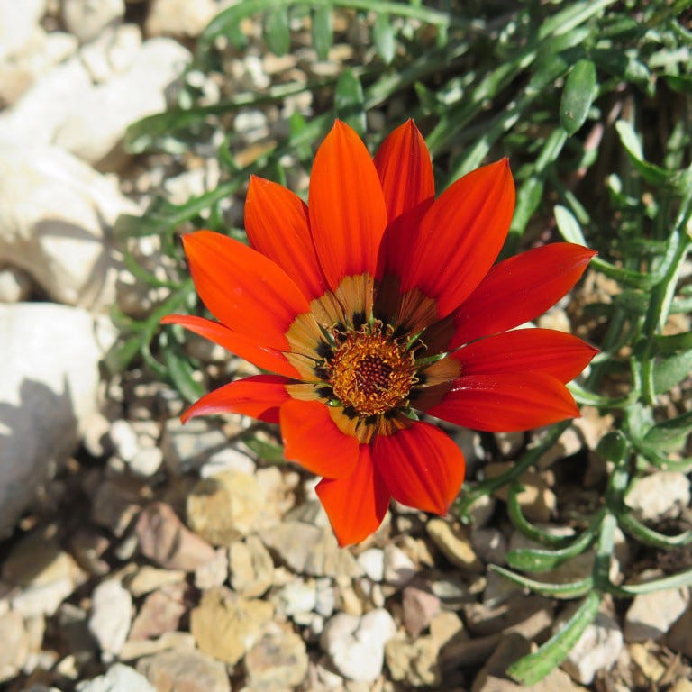 Scarlet Tanager Gazania