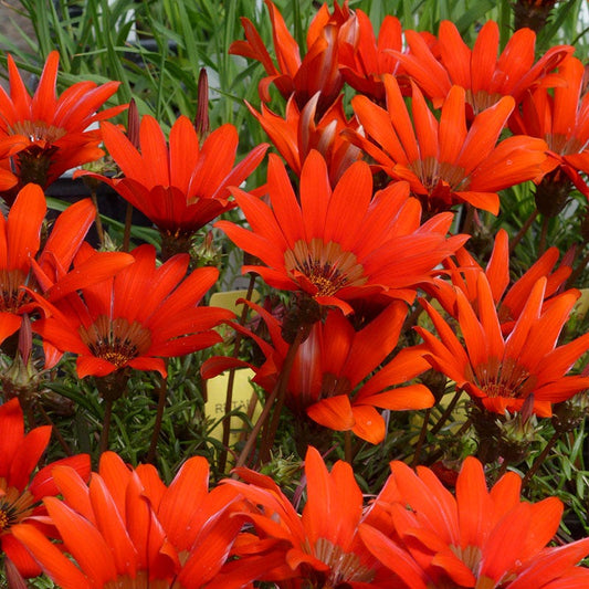  Scarlet Tanager Gazania