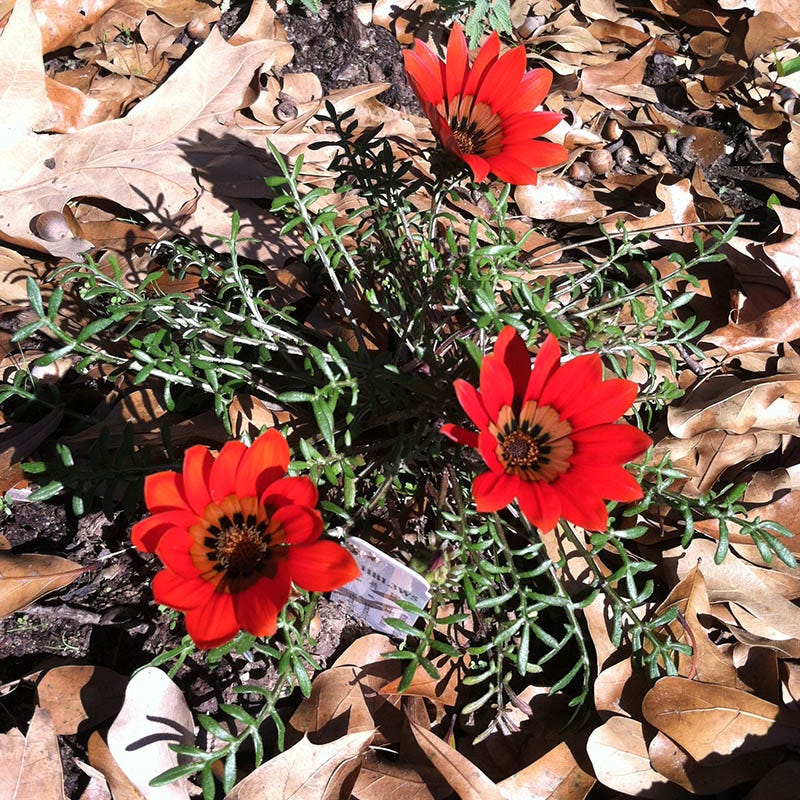  Scarlet Tanager Gazania