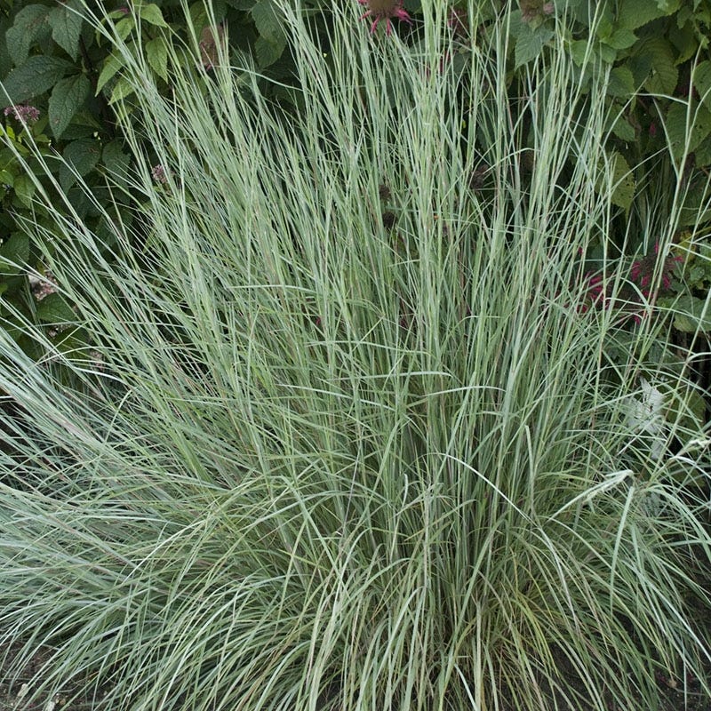  Prairie Blues Little Bluestem Grass