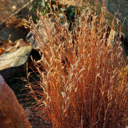  Blaze Little Bluestem Grass