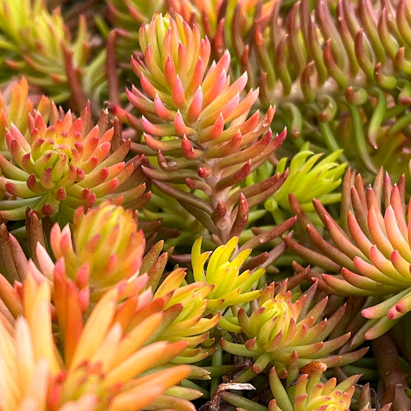  Angelina Sedum