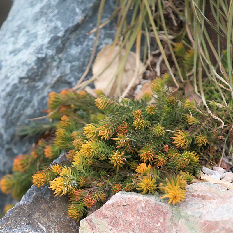  Angelina Sedum