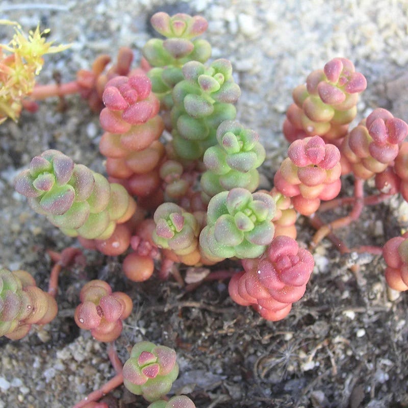  Old Man's Bones Sedum