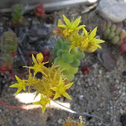  Old Man's Bones Sedum