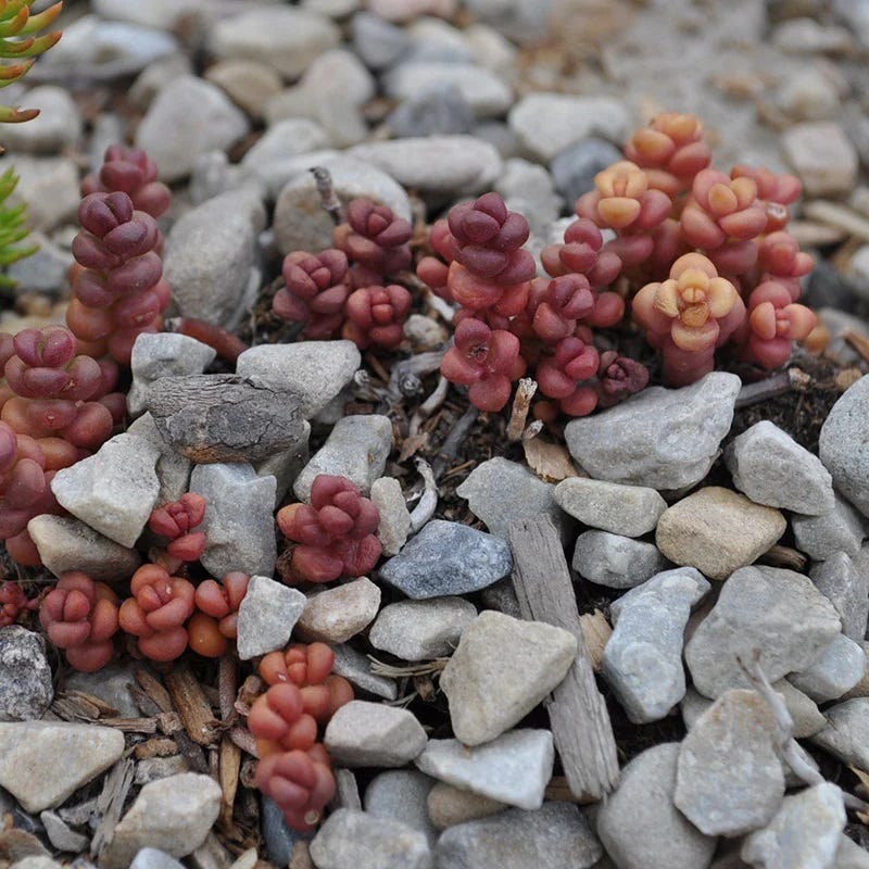  Old Man's Bones Sedum